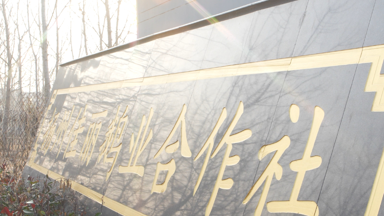 2026年10月再看浙东鹅公司哪家便宜：一苗一码的底气从哪来